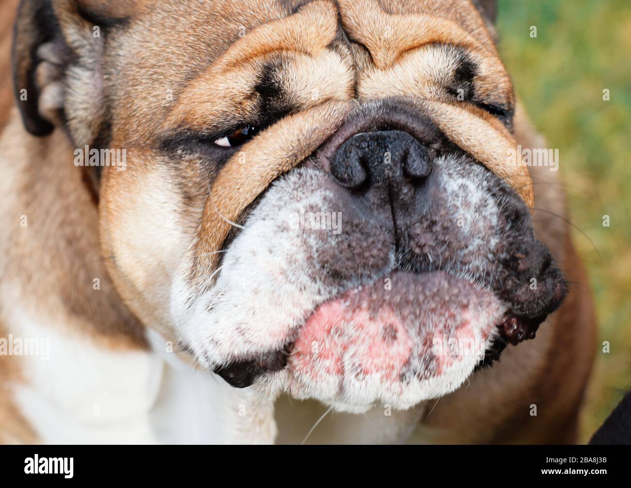 Primo piano della faccia di cane Bulldog inglese/britannico rosso che  guarda al lato Foto stock - Alamy