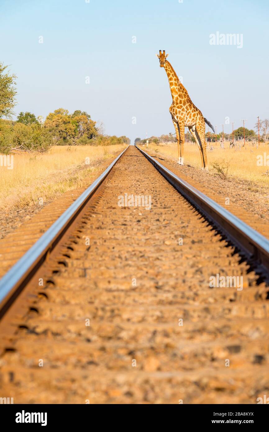 Una giraffa ha visto attraversare una linea ferroviaria nel Parco Nazionale di Hwange dello Zimbabwe. Foto Stock