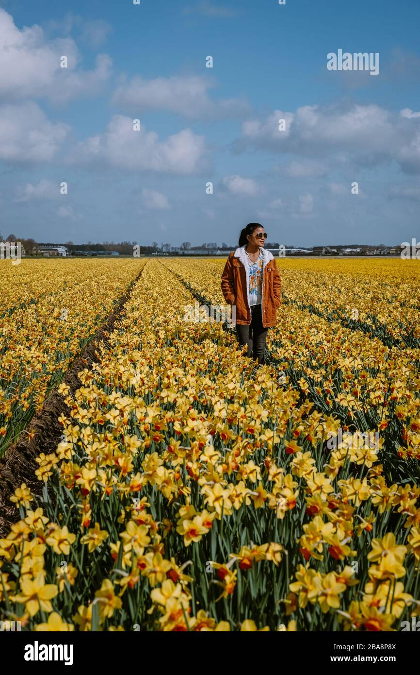 Donna che cammina in giallo fiore letto giallo daffodil fiori durante la primavera nei Paesi Bassi Lisse Foto Stock