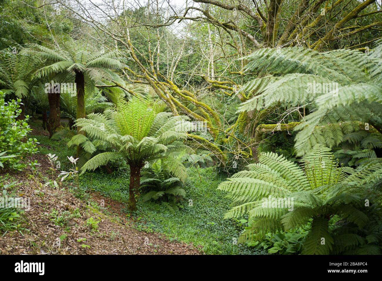 Alberi vecchi e nuovi sono presenti nel giardino della valle di Tree Fern a Trewidden vicino a Penzance Cornwall Inghilterra Regno Unito Foto Stock