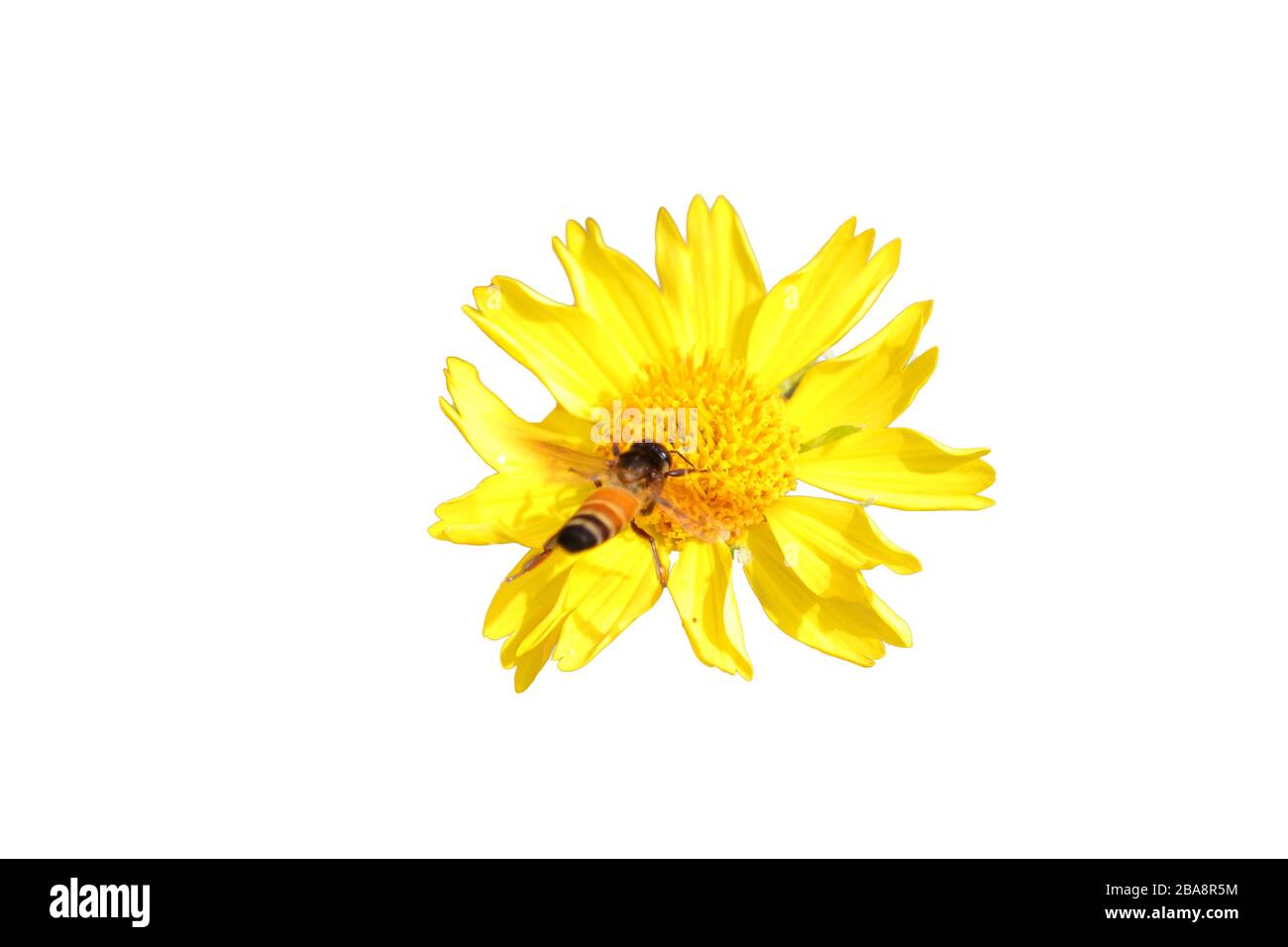 un'ape di miele che vola su un fiore selvatico di marigold con sfondo bianco isolato Foto Stock