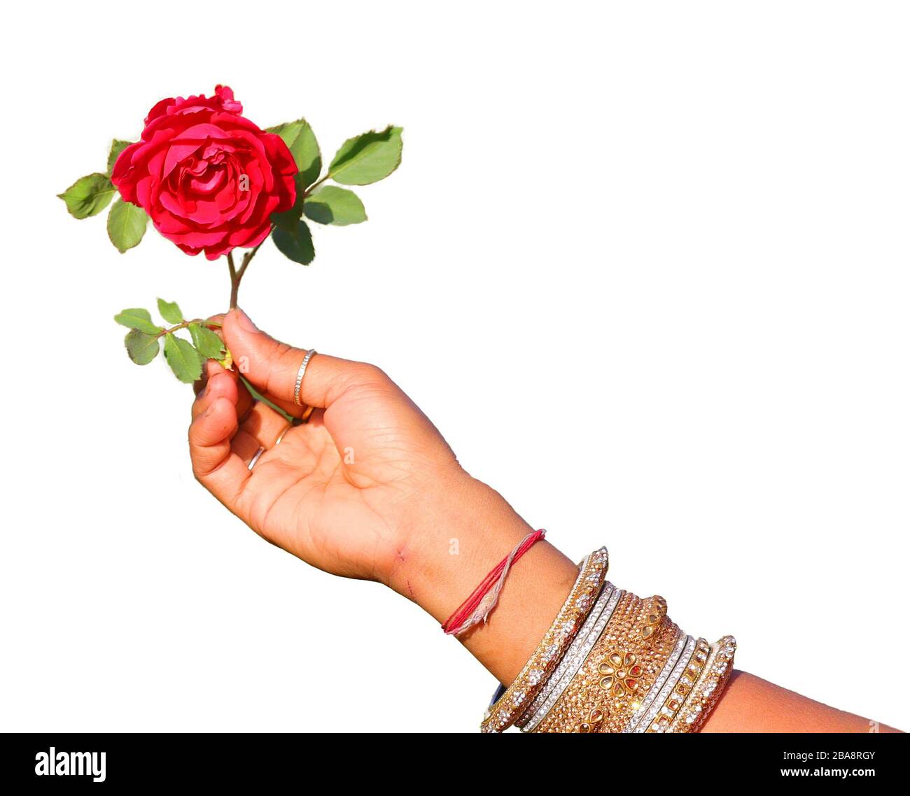 Una rosa con le foglie tenere su bella mano donna su sfondo bianco isolato, fiore su mano donna Foto Stock