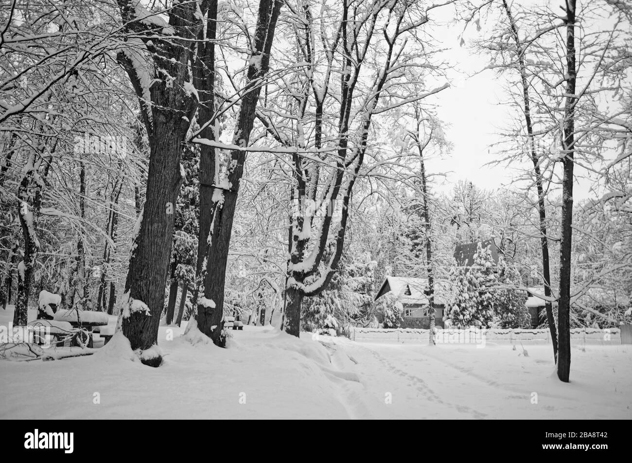 Vista di un parco innevato invernale con alberi coperti di neve bianca soffice in una giornata di sole ghiacciata Foto Stock