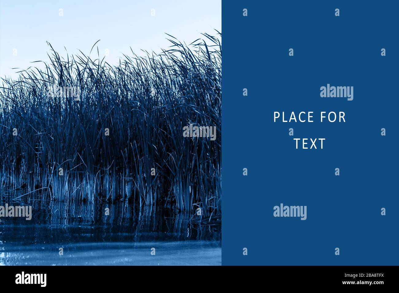Fiume canne in acqua sulla riva del fiume in un classico trendy colore blu. Spazio di copia. Sfondo con tonalità e contrasto. Modello per la progettazione. Foto Stock