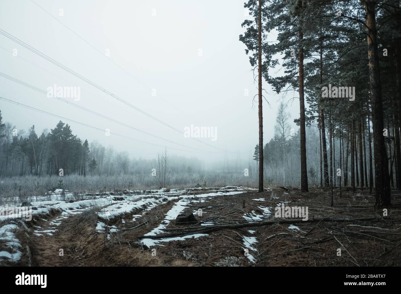 Foresta mistica invernale in nebbia su linee elettriche di sfondo Foto Stock