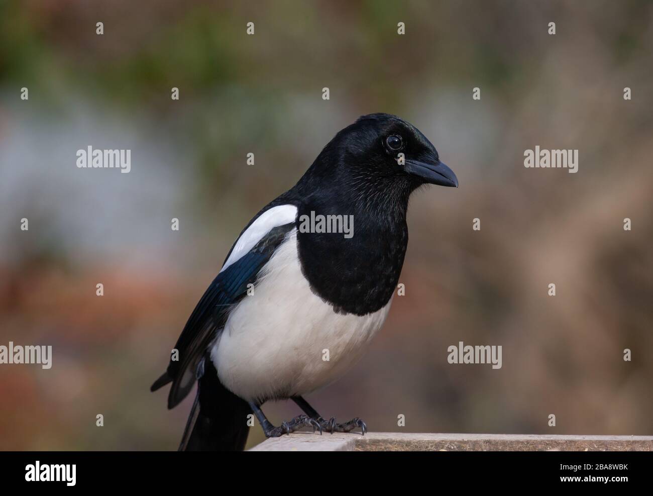 Magpie, Pica pica, sul tavolo degli uccelli. Isole Britanniche Foto Stock