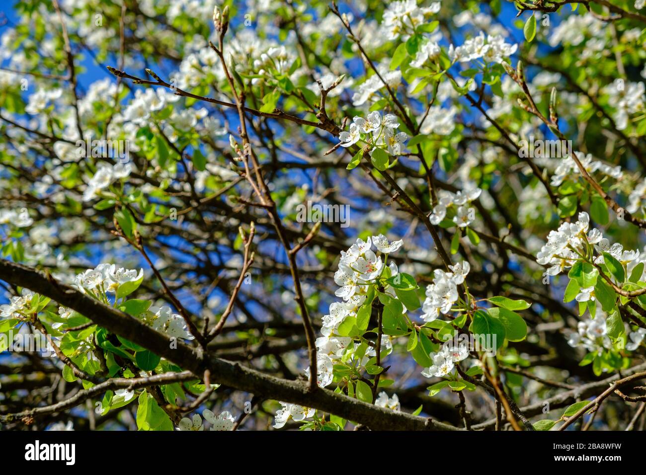 Albero di ciliegio Foto Stock