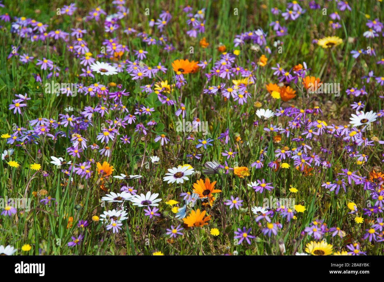 Bluehende Steppe, West Cost National Park, Western Cape, Suedafrika Foto Stock