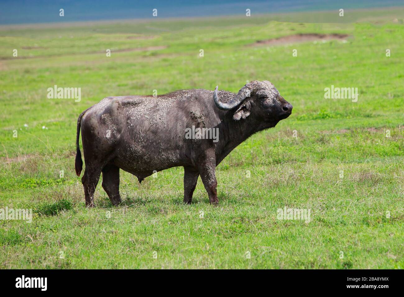 Tanzania, Tansania, fauna selvatica, Tiere, Landschaft, Wasserbueffel Foto Stock