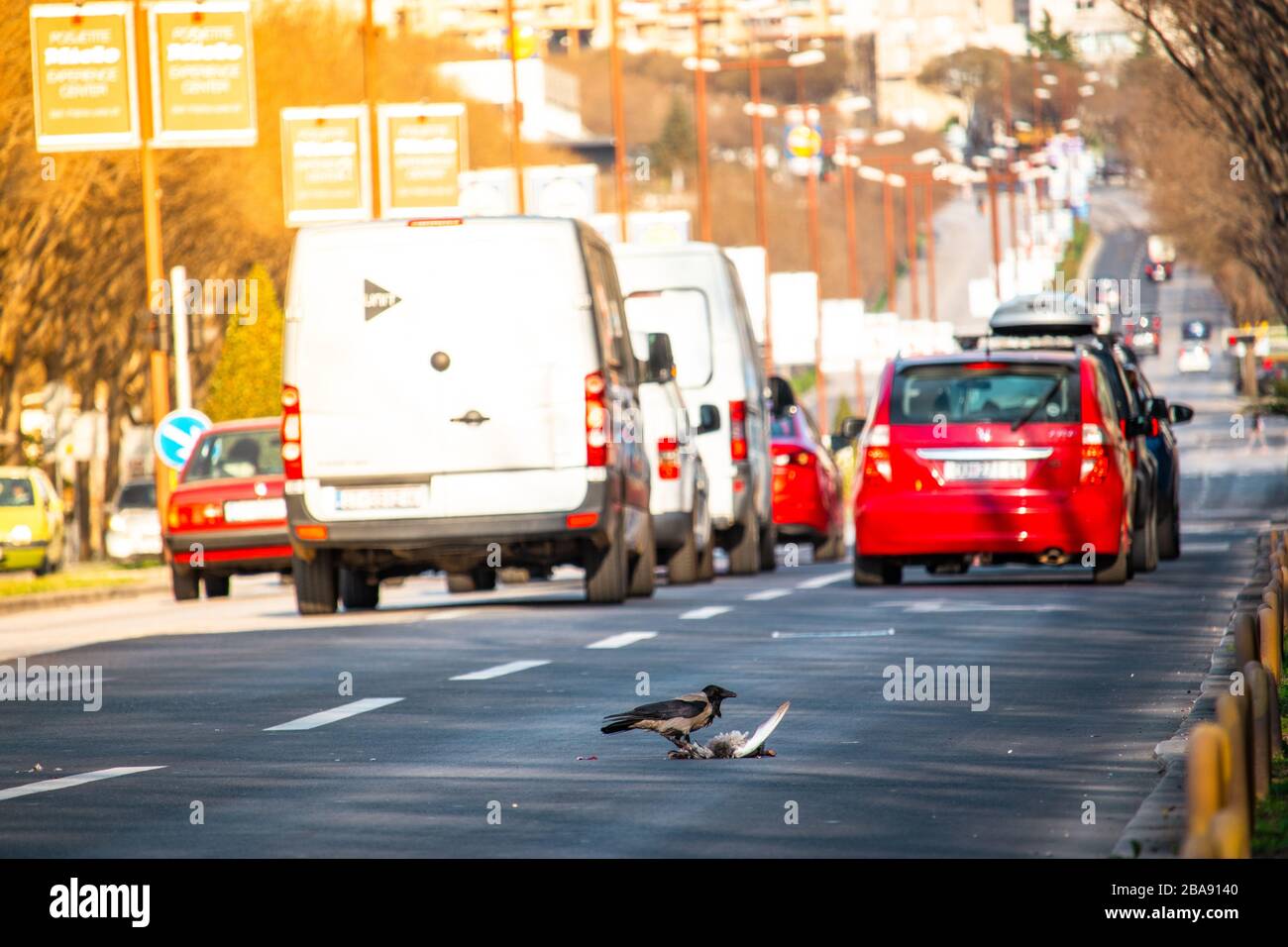 Raven mangiare un cadavere di un uccello di strada, in piedi su una strada pubblica trafficata. Centro di Spalato, Croazia. Strano scenario urbano, ambiente creepy Foto Stock