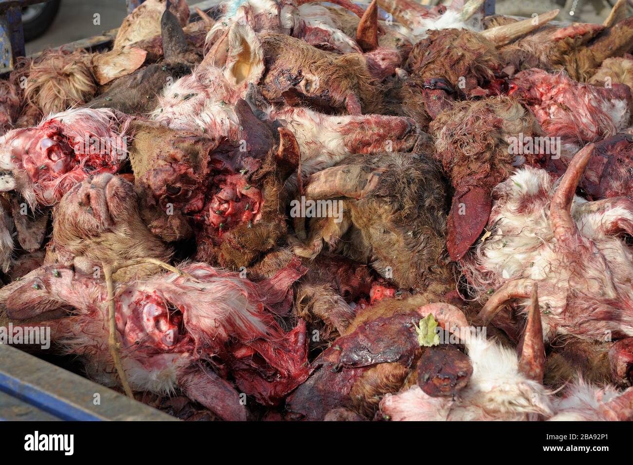 La testa di capra ha tagliato la maniera musulmana tradizionale. Mercato di strada a Turpan, provincia di Xinjiang, Cina. Foto Stock