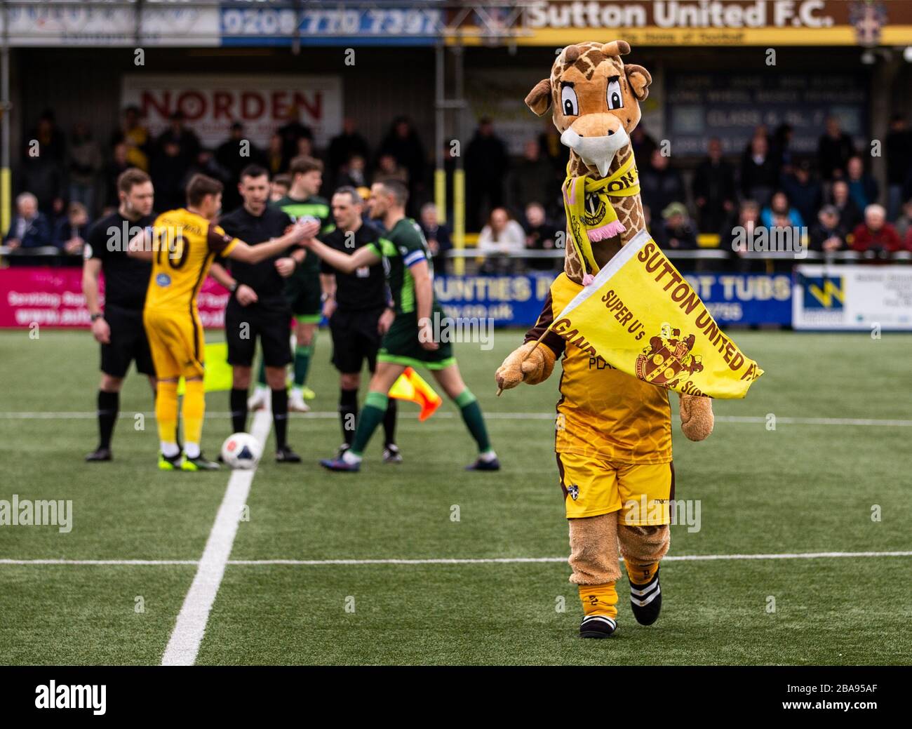 Sutton United mascotte 'Jenny the Giraffe' che indossa una maschera facciale prima del gioco Foto Stock