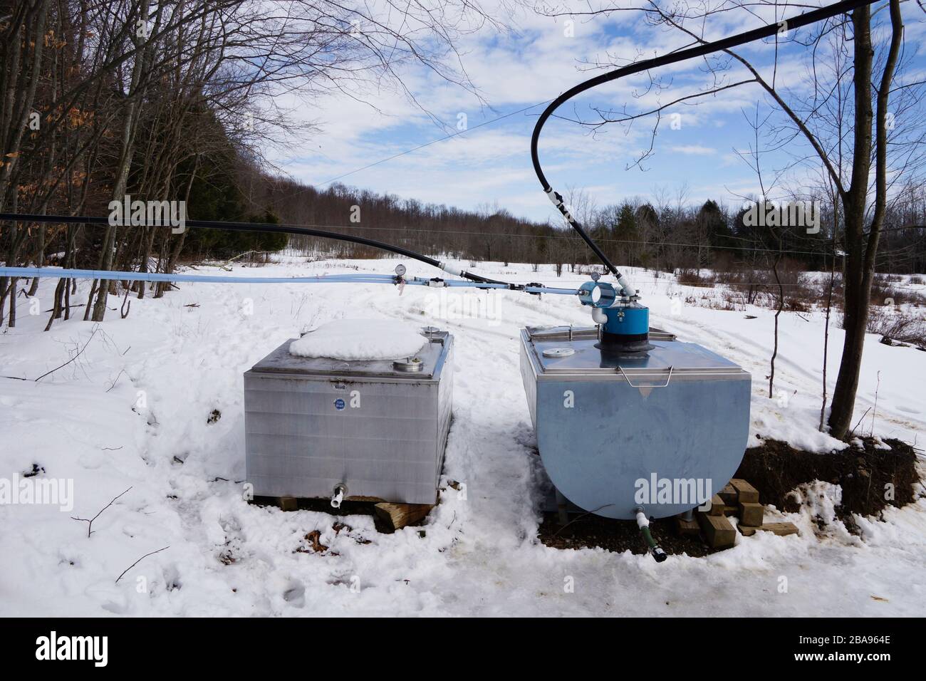 Stazione di raccolta del succo d'acero nell'Upstate New York Foto Stock