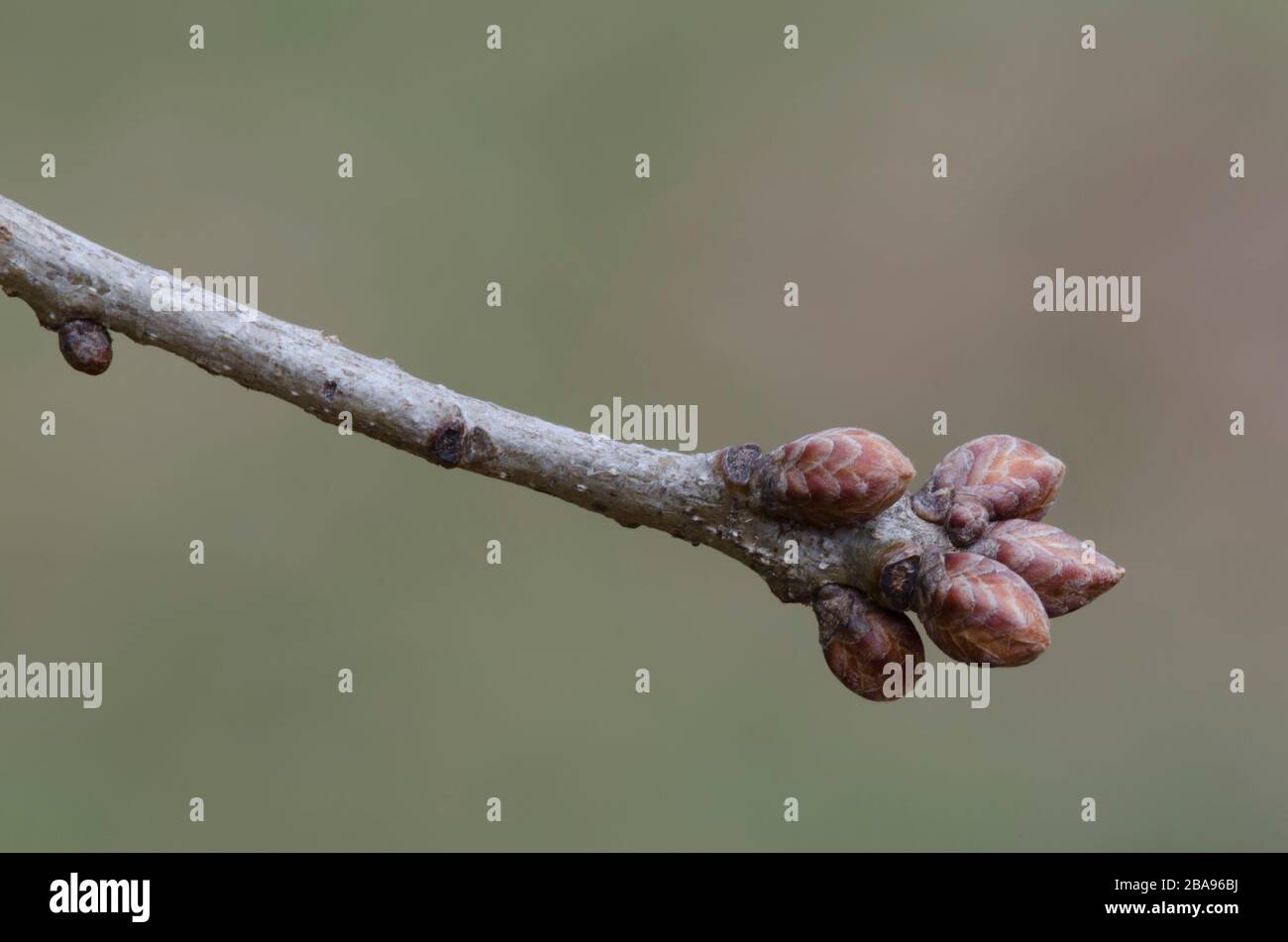 Paletto di quercia, Quercus stellata, boccioli Foto Stock