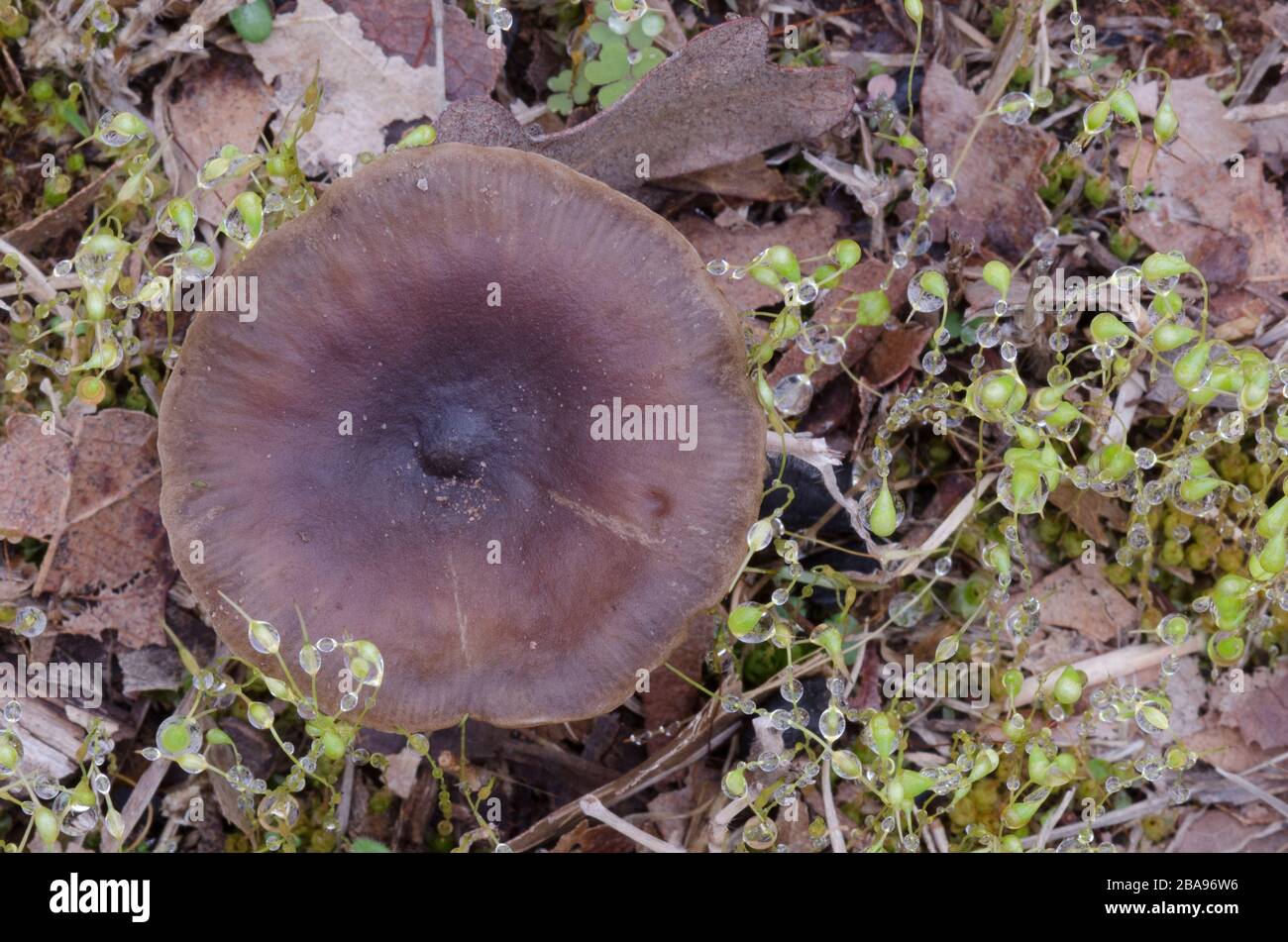 Funghi, Melanoleuca sp. Foto Stock