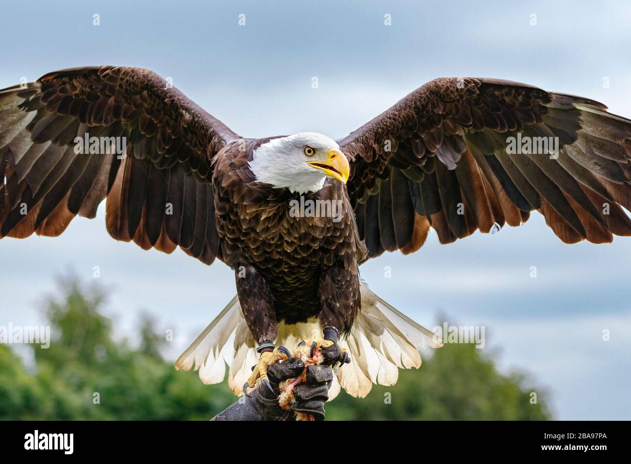 Bald Eagle atterra sul guanto Foto Stock