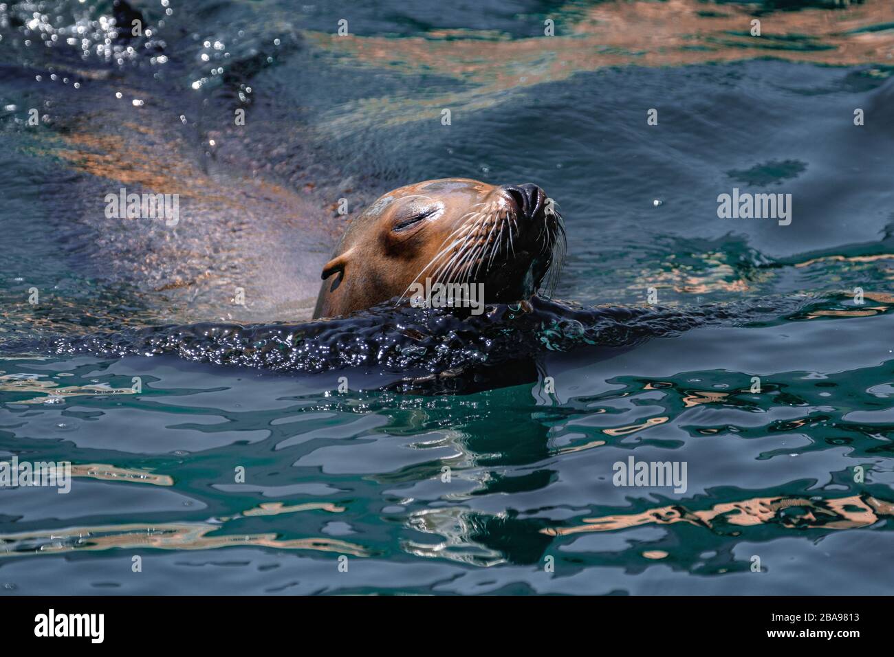 California Sea Lion nuoto Foto Stock