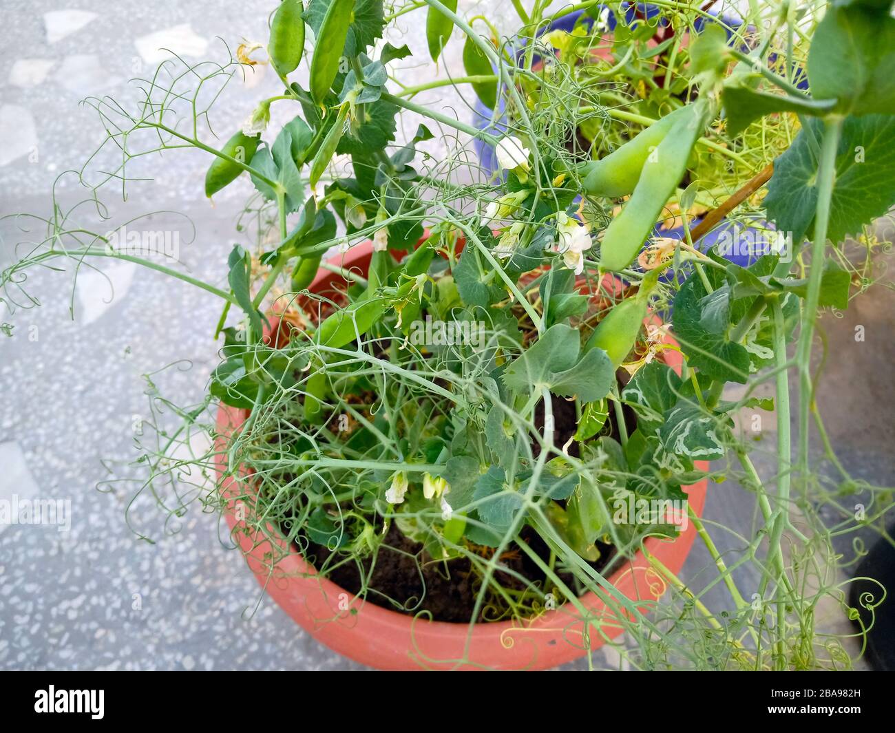 Impianto di piselli in un vaso con pod, agricoltura biologica in terrazza,  giardinaggio in terrazza Foto stock - Alamy