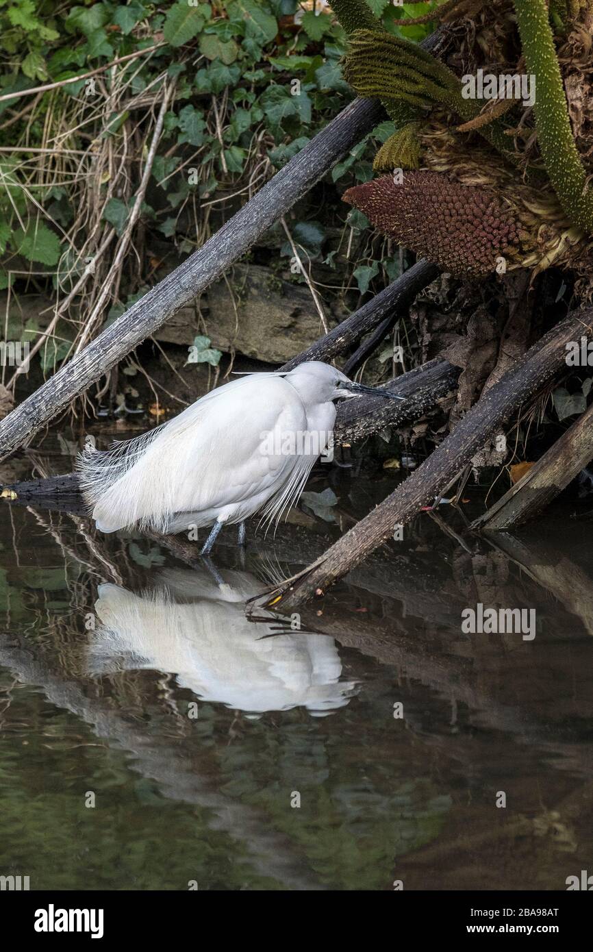 Una piccola garzetta di Egret Egretta che cerca cibo tra i vecchi gambi di una pianta di Gunnera. Foto Stock