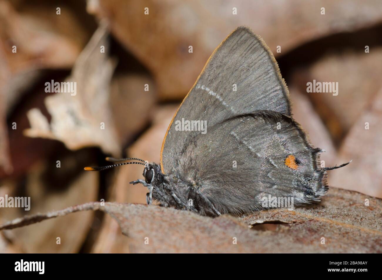 White-M Hairstreak, m-album di Parrhasio, con palpi mancanti arroccati sul pavimento della foresta Foto Stock