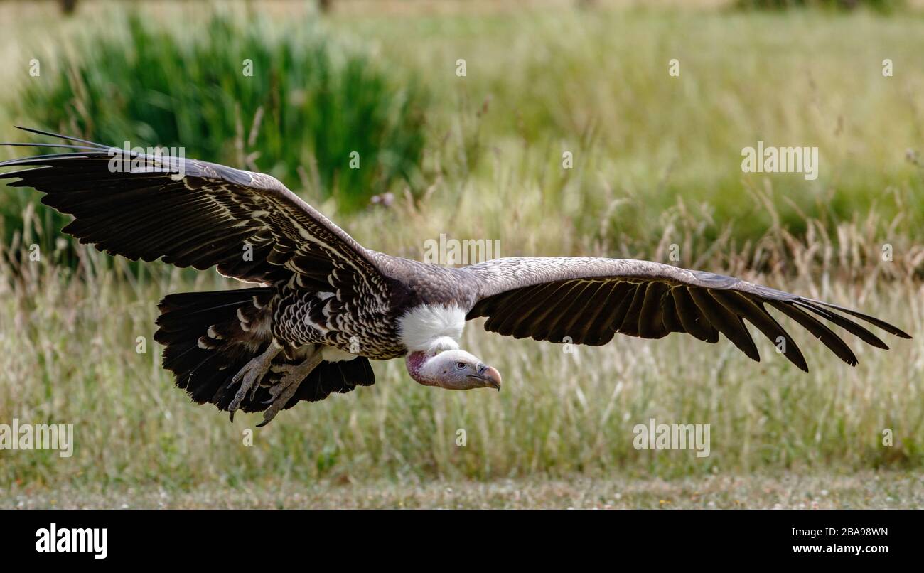 Griffon Vulture volare in arrivo a terra Foto Stock