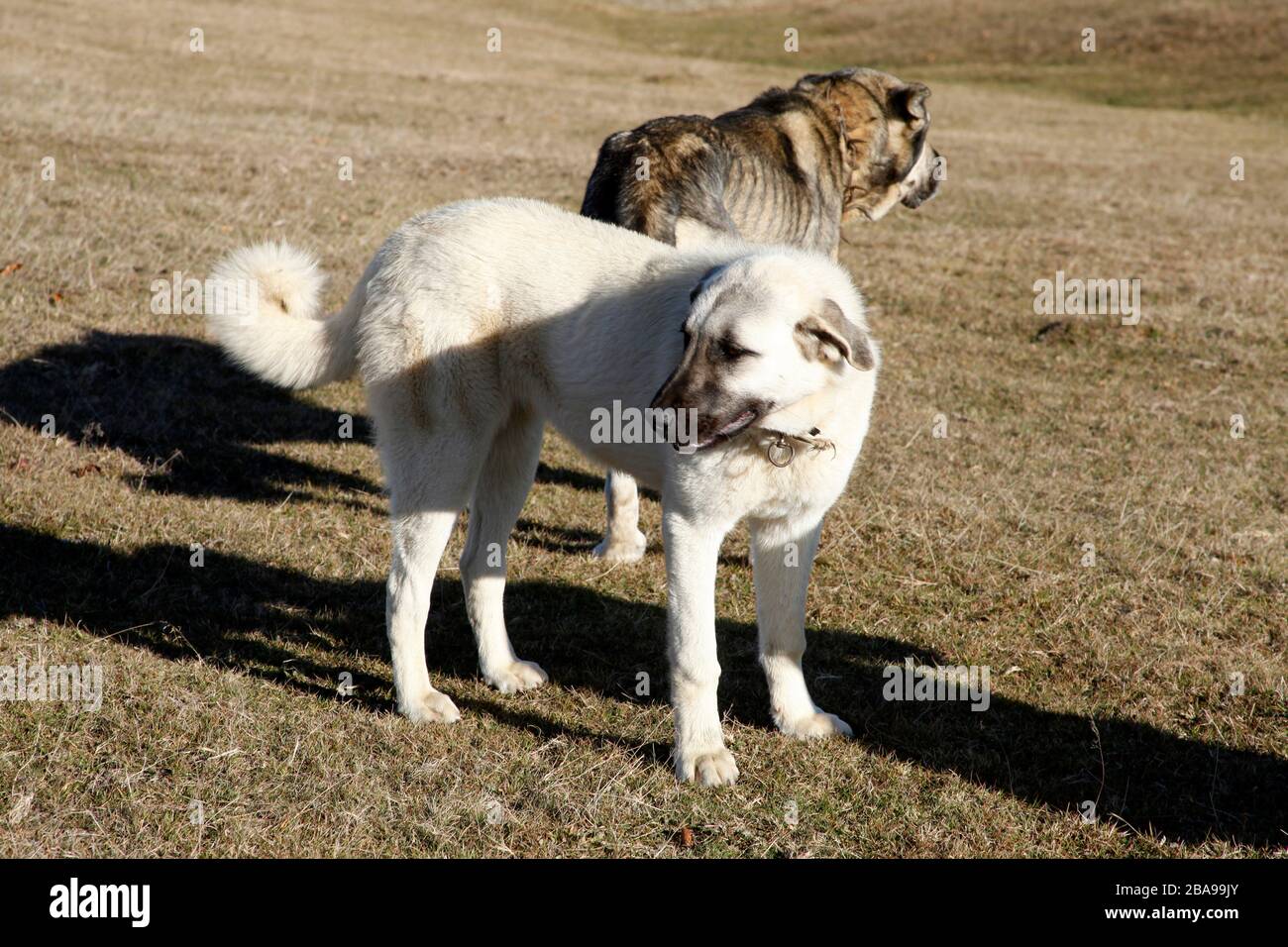 Grande cane pastore anatoliano in natura Foto Stock