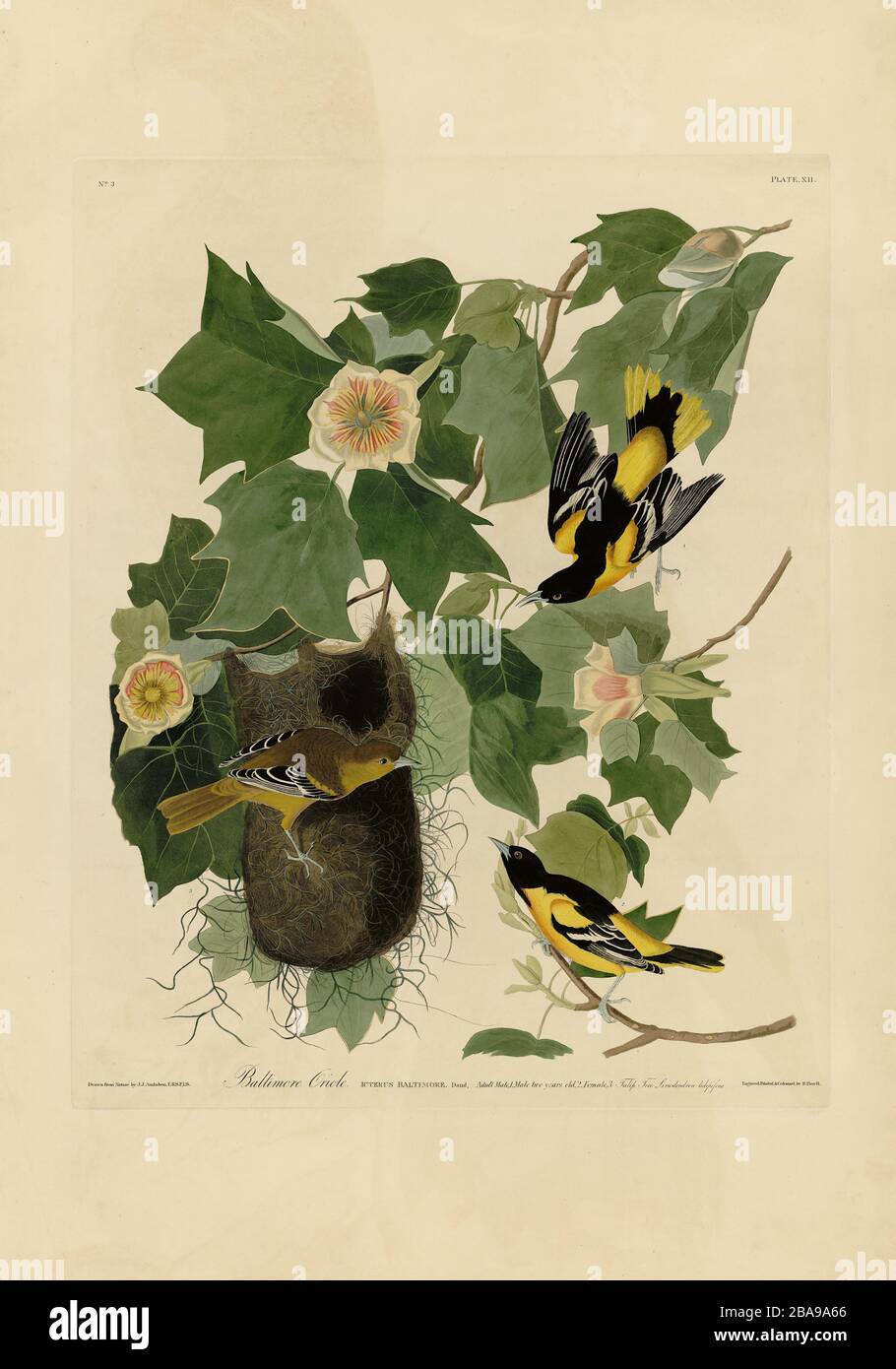 Plate 12 Baltimore Oriole from the Birds of America Folio (1827–1839) di John James Audubon - immagine modificata ad altissima risoluzione e qualità Foto Stock