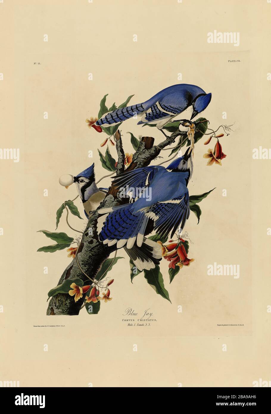 Plate 102 Blue Jay from the Birds of America Folio (1827–1839) di John James Audubon - immagine modificata ad altissima risoluzione e qualità Foto Stock