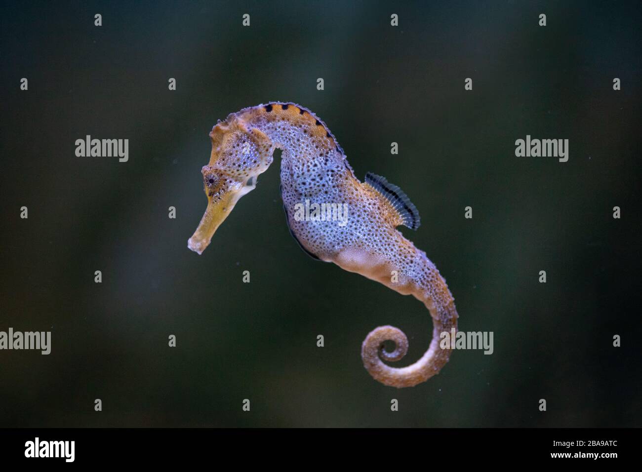 Acquario Di Boston Immagini e Fotos Stock - Alamy