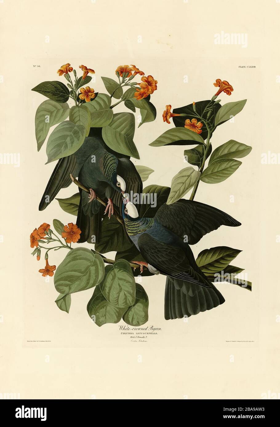 Plate 177 Pigeon bianco coronato da The Birds of America Folio (1827–1839) di John James Audubon - immagine modificata ad altissima risoluzione e qualità Foto Stock