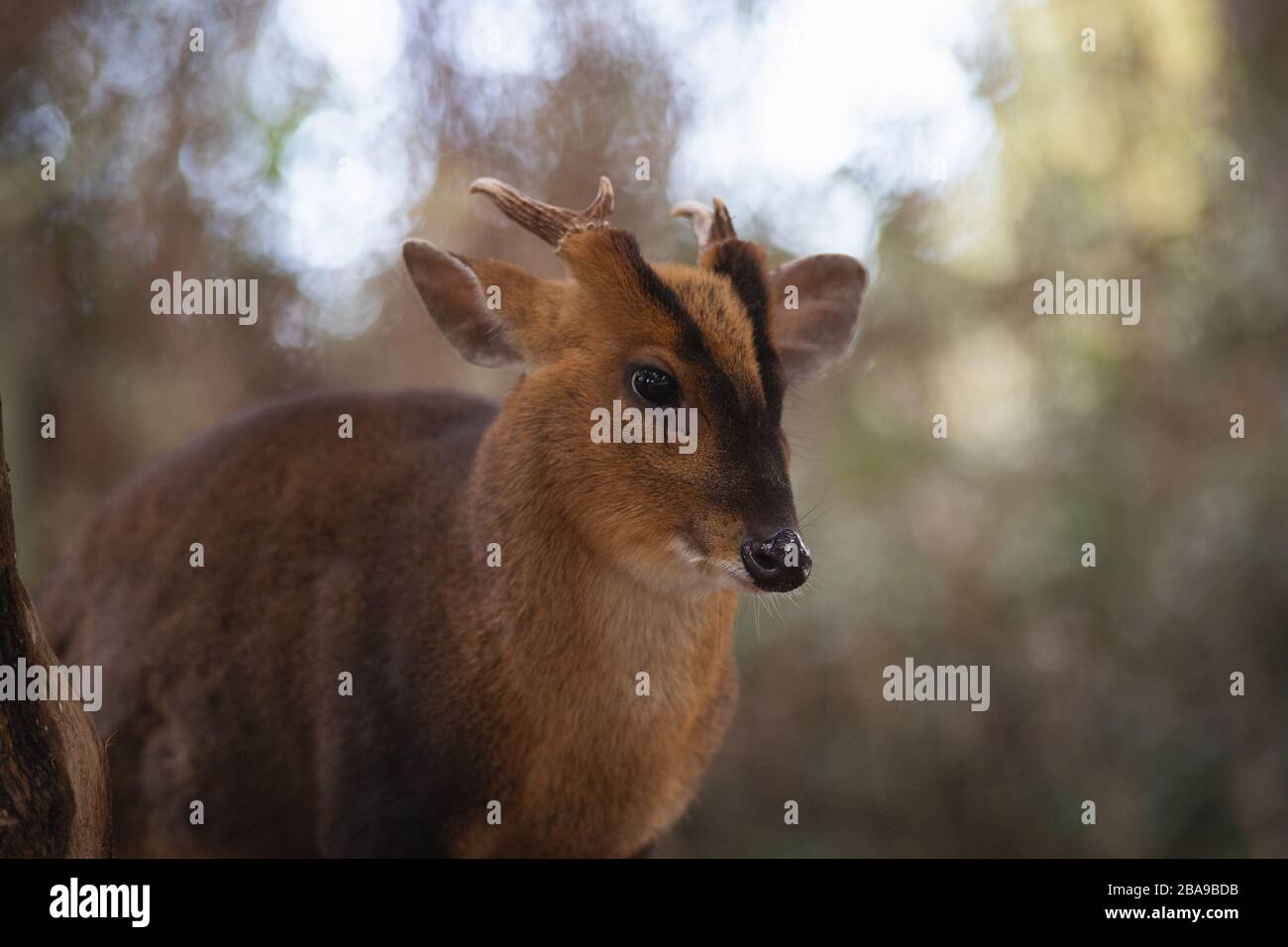 Ritratto facciale di un maschio adulto di cervo muntjac nella foresta Foto Stock