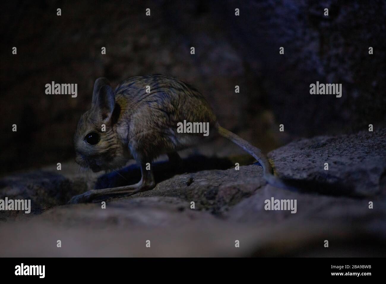 Ritratto di un piccolo jerboa deserto di notte al buio Foto Stock