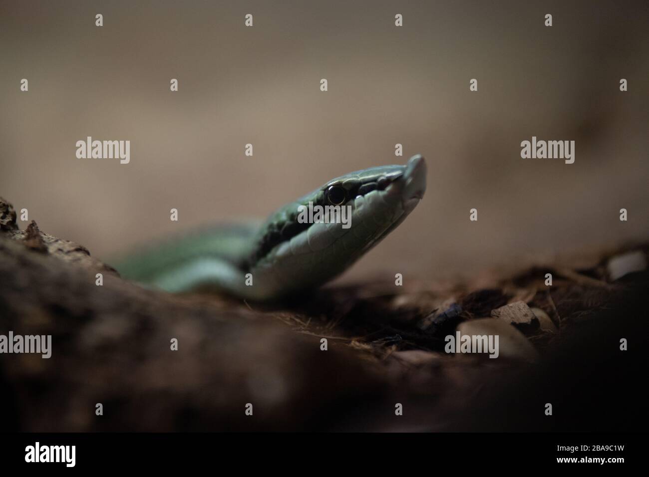 Primo piano ritratto di un serpente verde di Baron´s Green Racer Foto Stock
