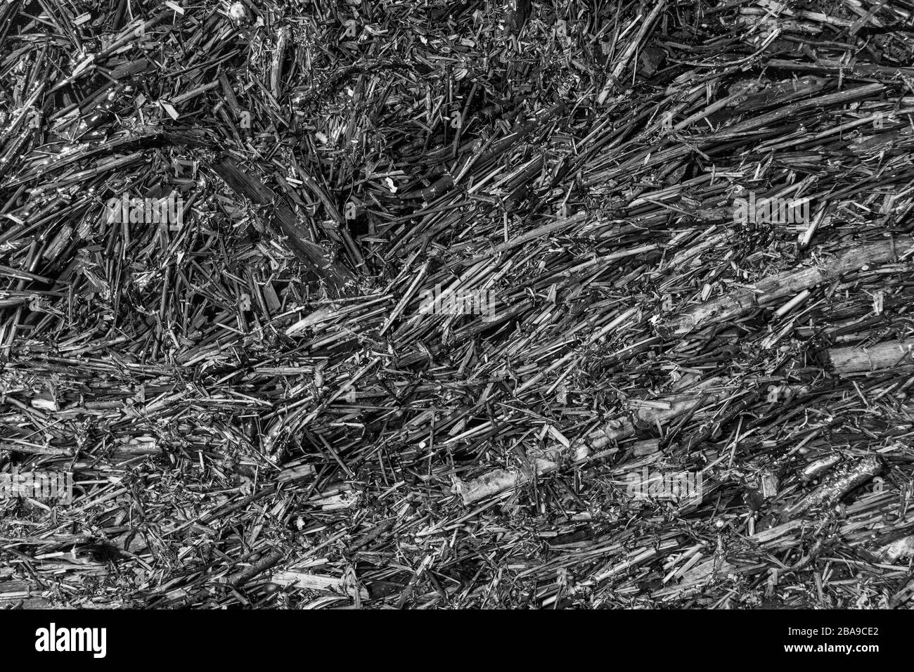 Nero bianco asciutto autunno erba texture sfondo Foto Stock