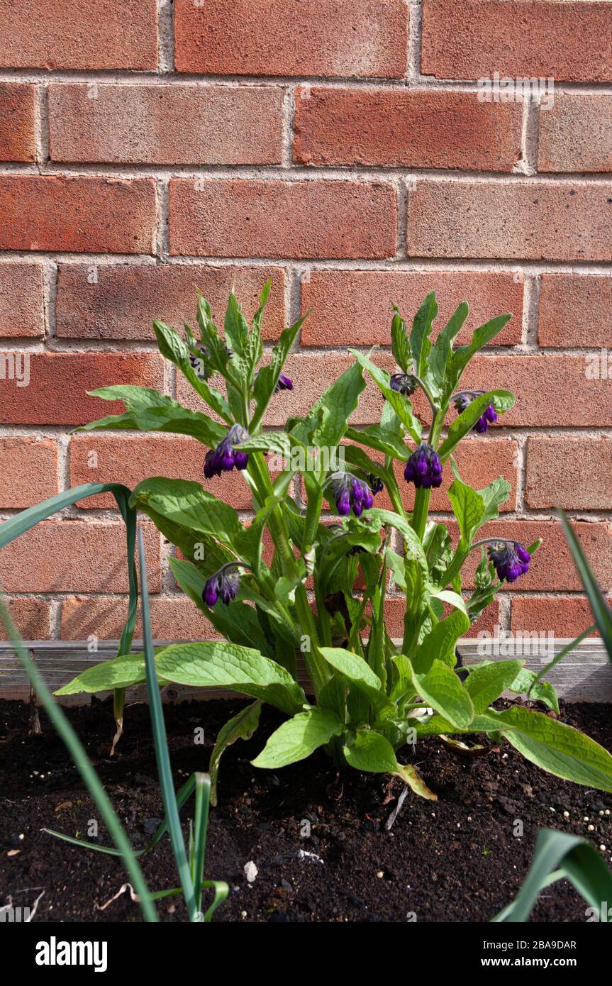 Viola comfrey pianta che cresce in giardino di erbe con muro di mattoni dietro e spazio sopra per la copia. Foto Stock Viola comfrey pianta che cresce in giardino di erbe con muro di mattoni dietro e spazio sopra per la copia. Foto Stock