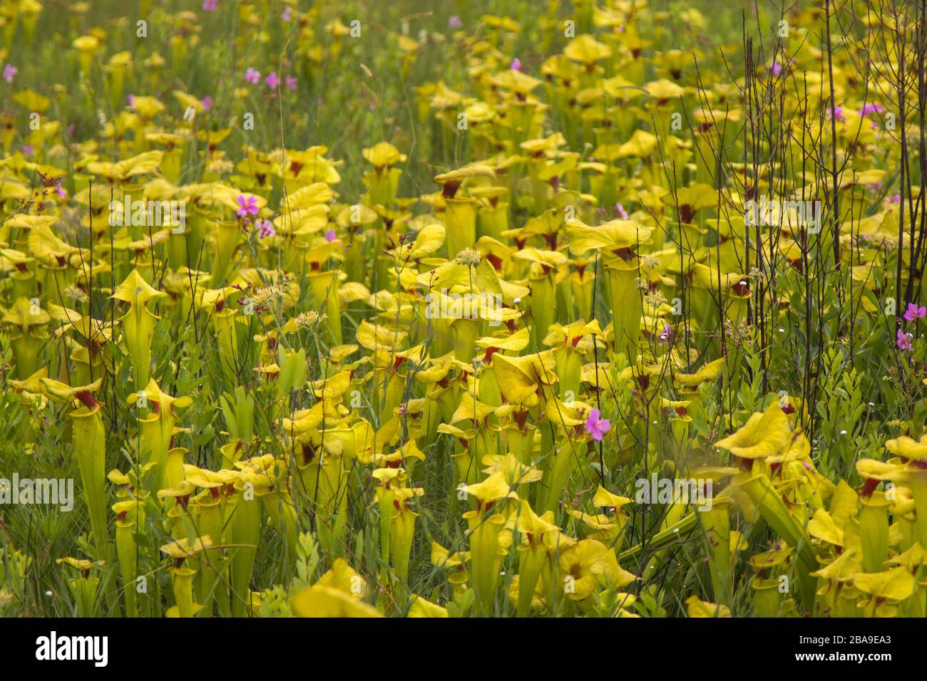 Sarracenia flava nella Okaloosa County, Florida, USA Foto Stock