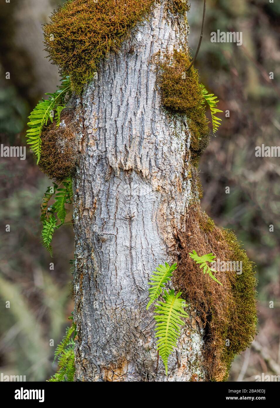 Un tronco d'albero drappeggiato in muschio e felci dà una ninfa come aspetto. Foto Stock