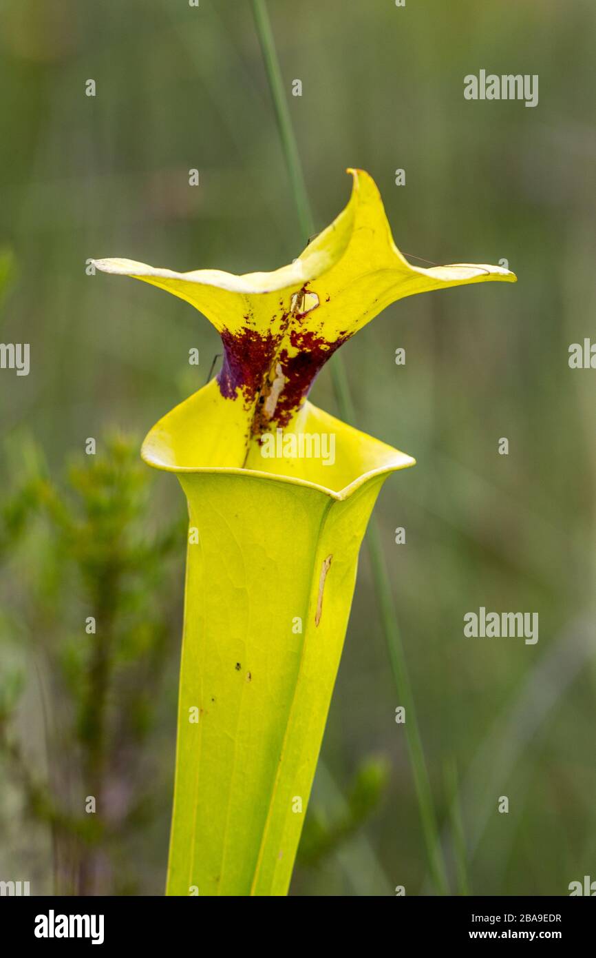 Sarracenia flava nella Liberty County, Florida, USA Foto Stock