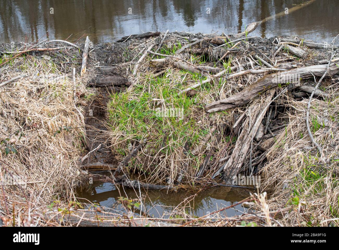Una fotografia ravvicinata di una diga di castoro vicino alla riva di un fiume. Foto Stock