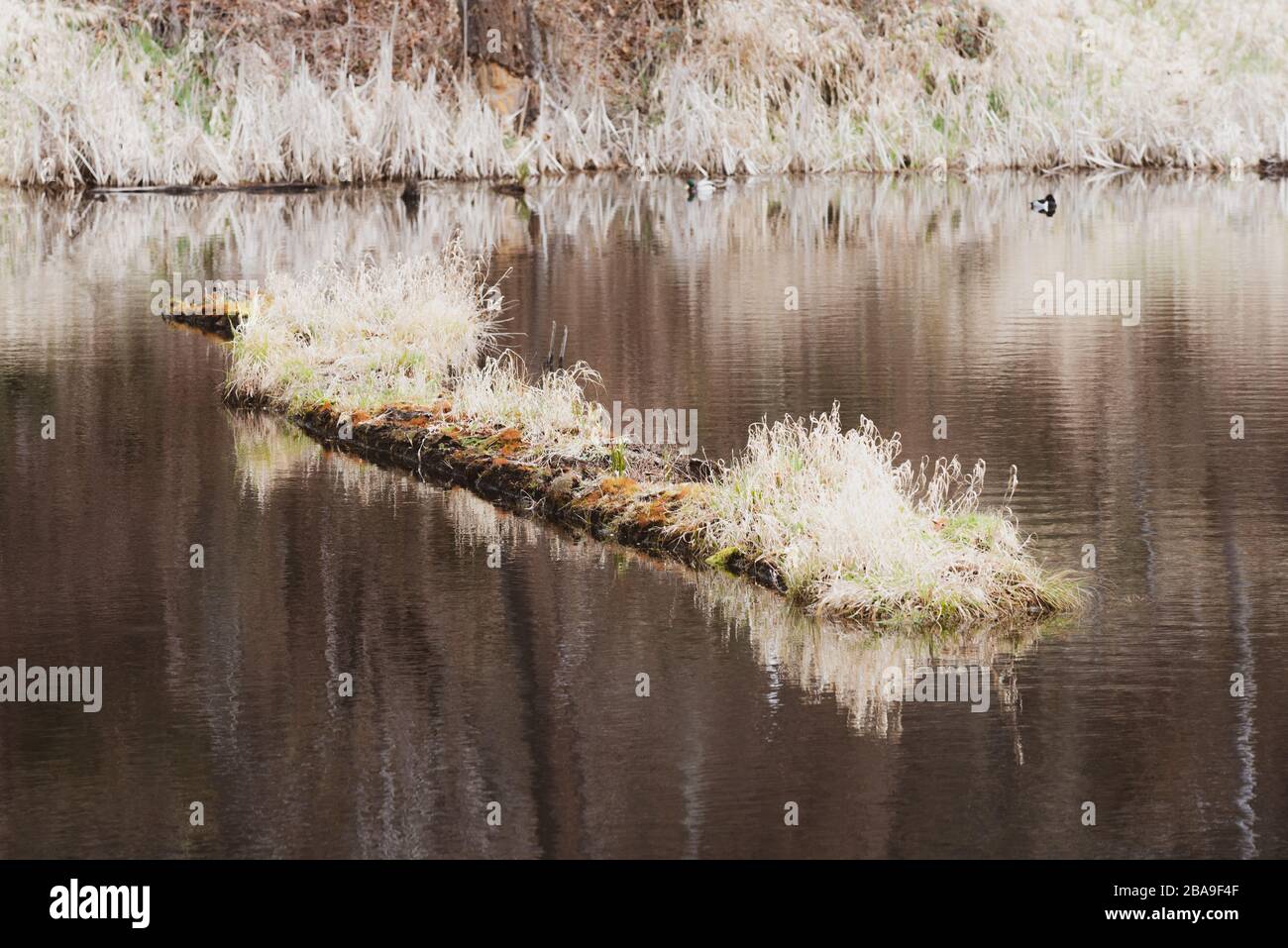 Un grande ceppo coperto in erbe di colore invernale in un fiume marrone dorato. Foto Stock