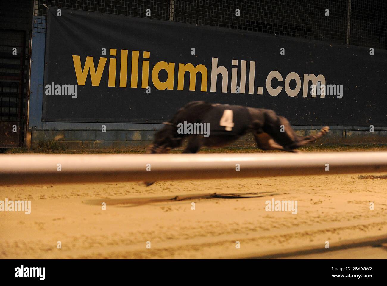 Un levriero corre oltre il marchio William Hill al Wimbledon Greyhound Stadium Foto Stock