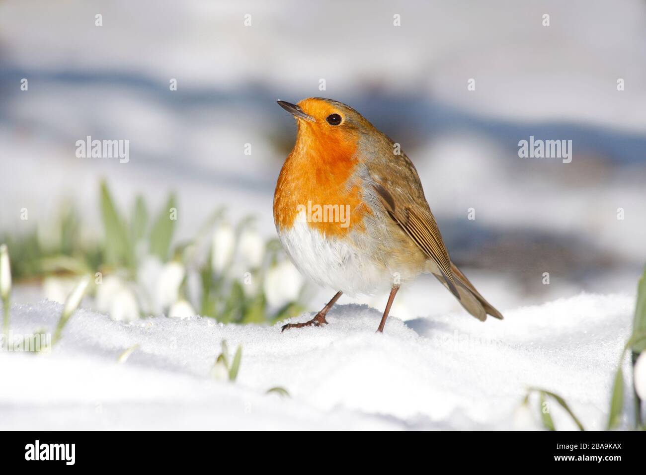 Robin Erithacus rubecula, nella neve tra le racchette da neve, Aberdeenshire Foto Stock
