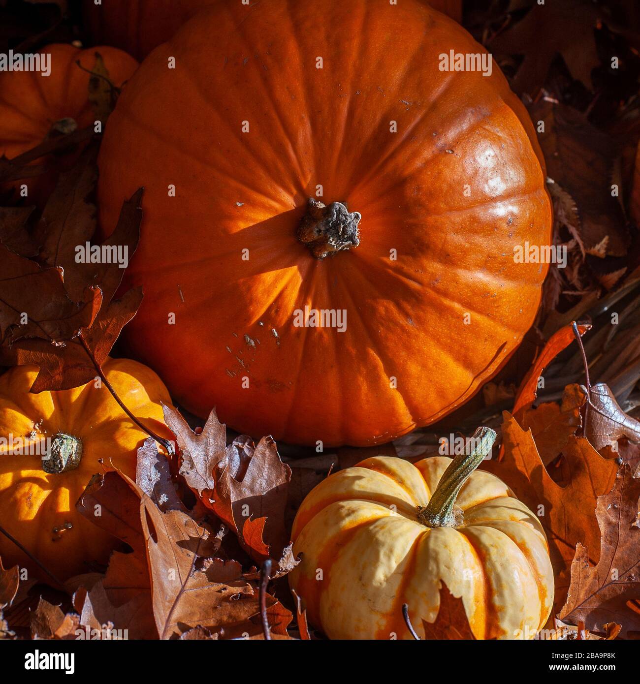 Autunno zucca ancora vita scena in cesto di vimini con foglie marroni Foto Stock