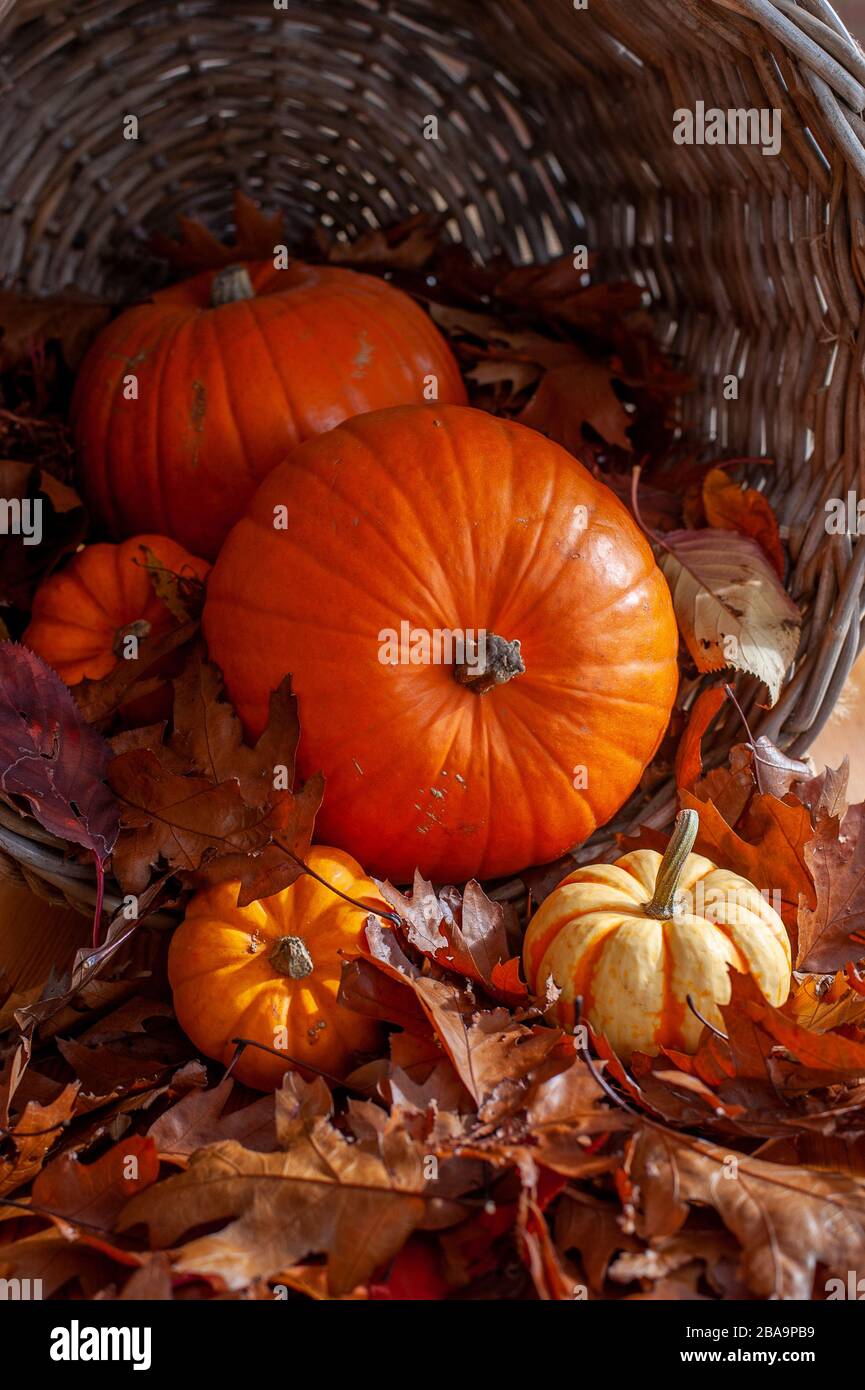 Autunno zucca ancora vita scena in cesto di vimini con foglie marroni Foto Stock