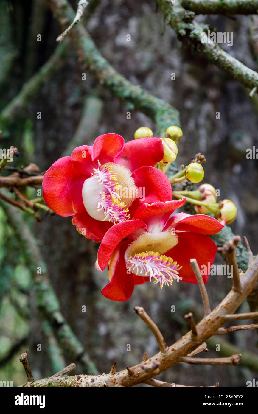 Fiori rossi (racemi) di un albero di palla di cannone (Couroupita guianensis) che cresce nel Giardino Botanico (Jardim Botanico), zona Sud, Rio de Janeiro, Brasile Foto Stock