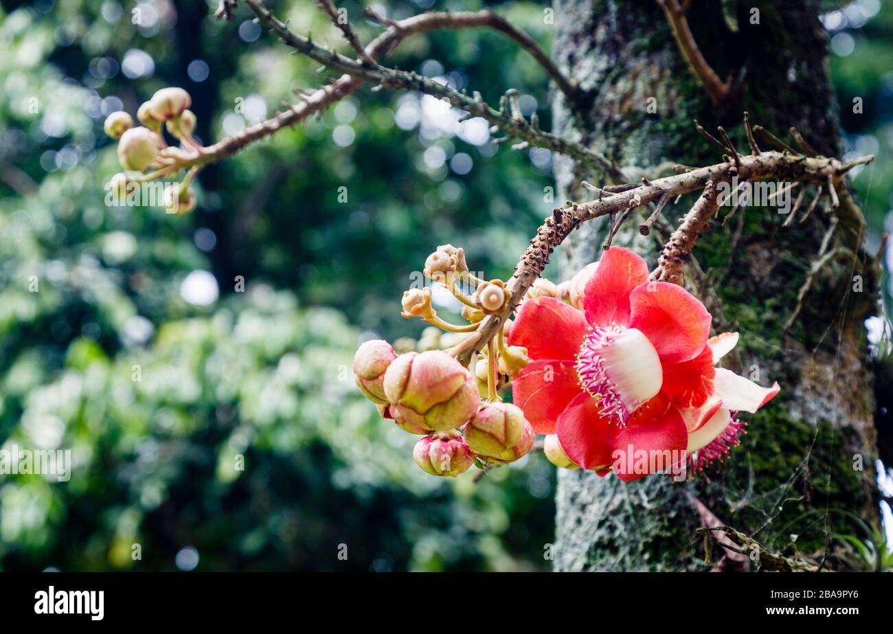 Fiori rossi (racemi) di un albero di palla di cannone (Couroupita guianensis) che cresce nel Giardino Botanico (Jardim Botanico), zona Sud, Rio de Janeiro, Brasile Foto Stock