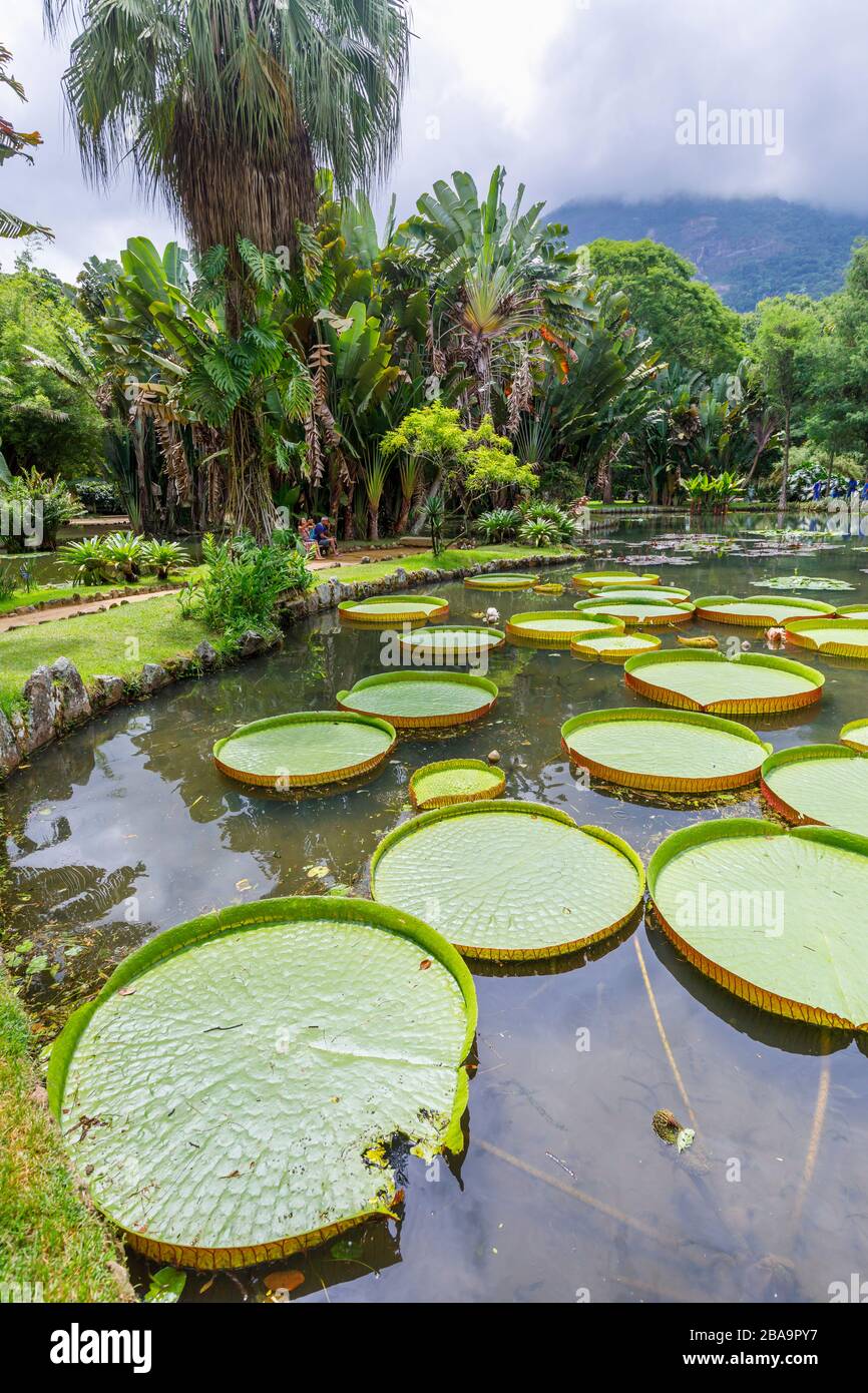 Grandi foglie verdi di gigli Victoria (Victoria amazonica), Lago Frei Leandro stagno, Giardino Botanico (Jardim Botanico), zona Sud, Rio de Janeiro Foto Stock