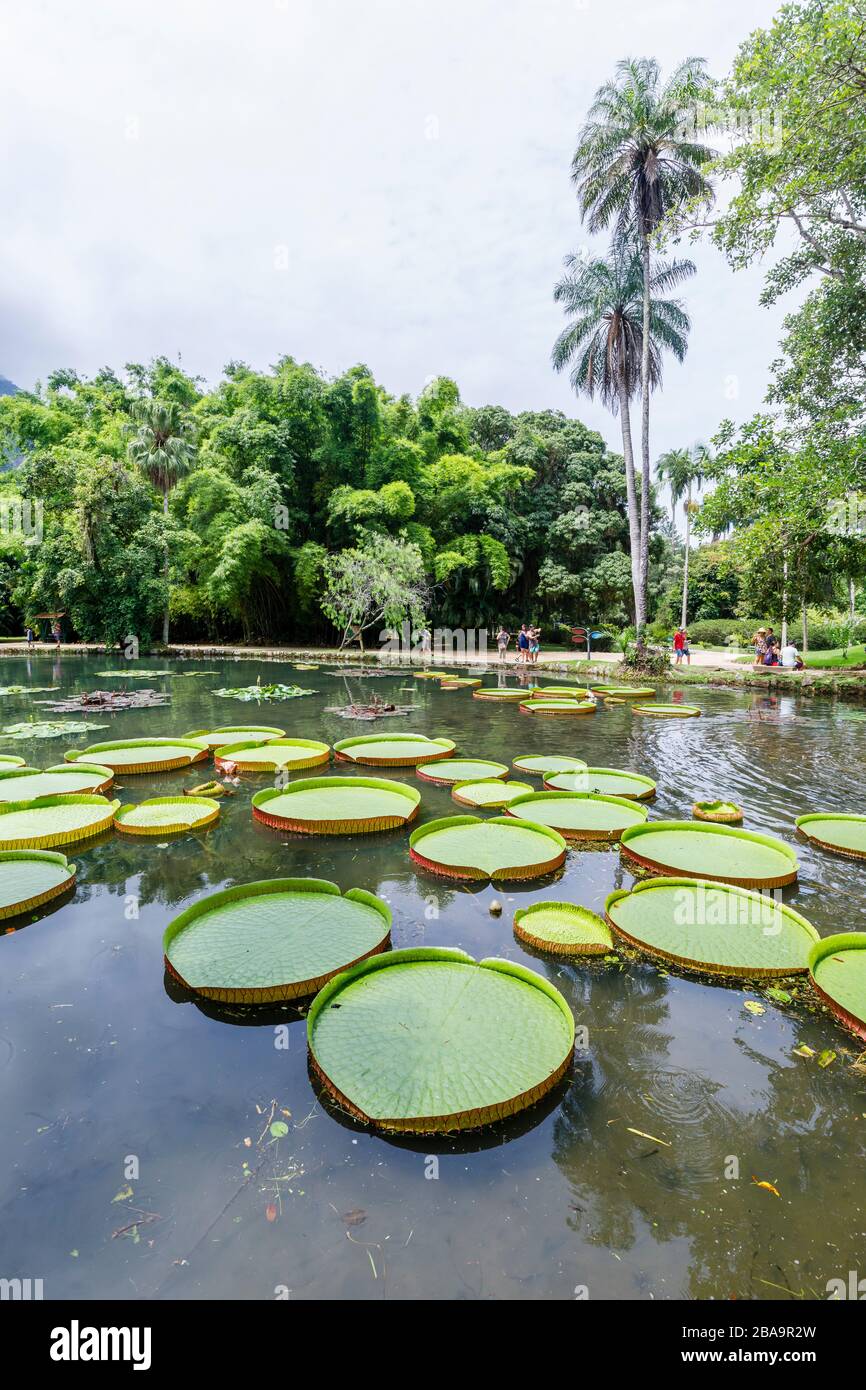 Grandi foglie verdi di gigli Victoria (Victoria amazonica), Lago Frei Leandro stagno, Giardino Botanico (Jardim Botanico), zona Sud, Rio de Janeiro Foto Stock