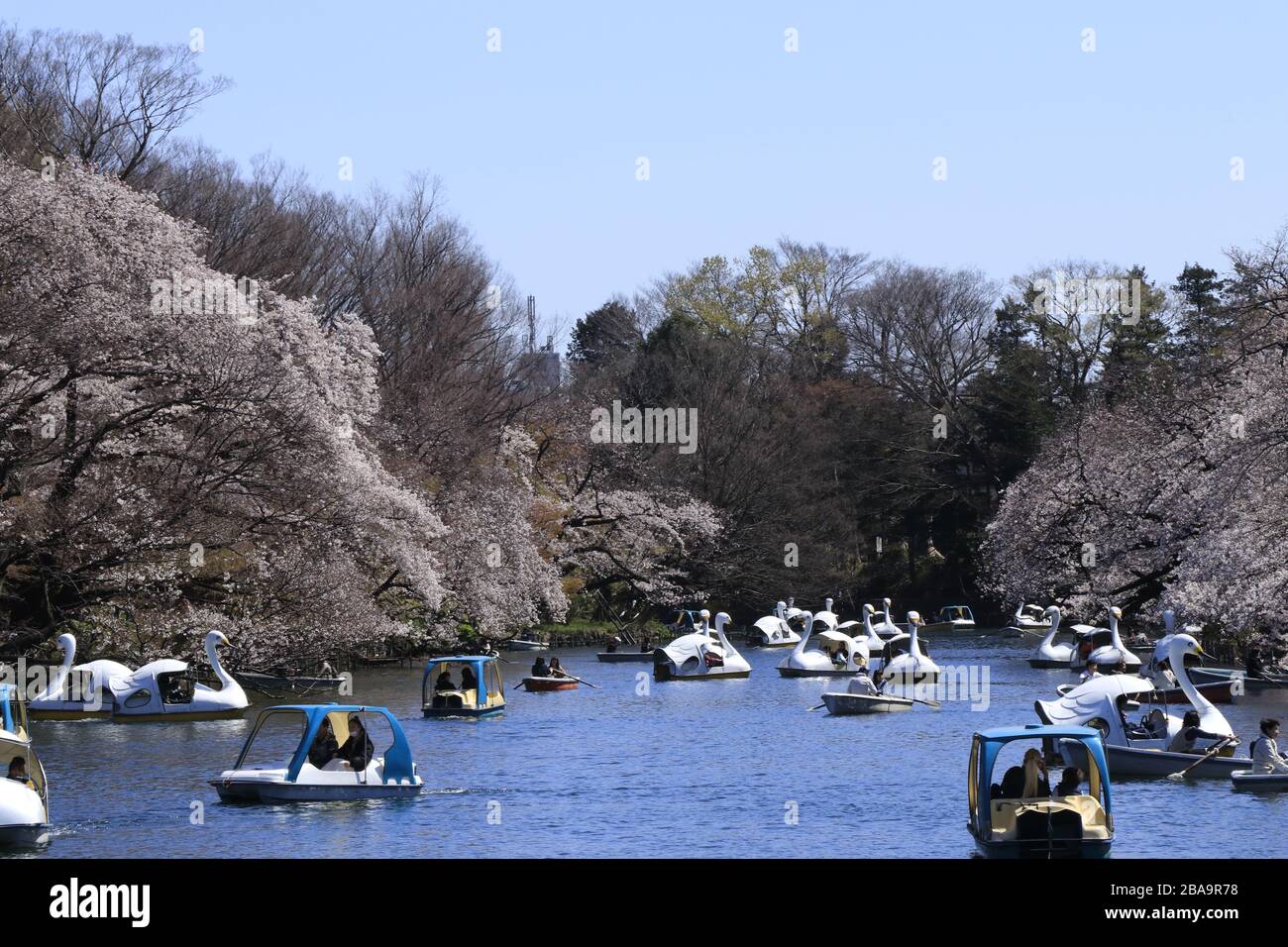 Le folle più sottili ma ancora molte persone hanno goduto la vista della fioritura dei ciliegi nel popolare parco dei ciliegi a Tokyo, nel mezzo dell'epidemia di coronavirus. Foto Stock