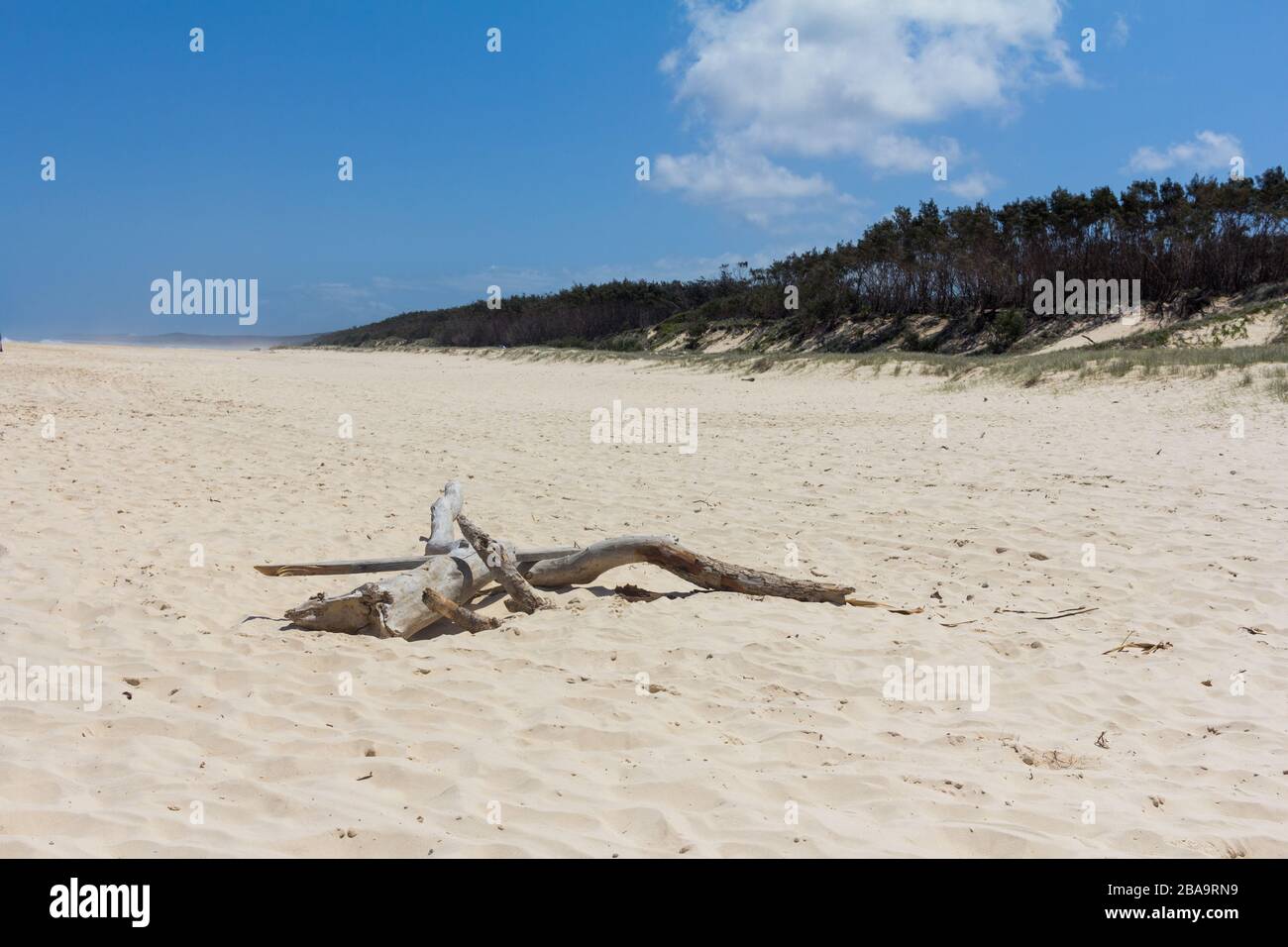 Tronco di albero su una spiaggia sabbiosa a Stradbroke Island Foto Stock